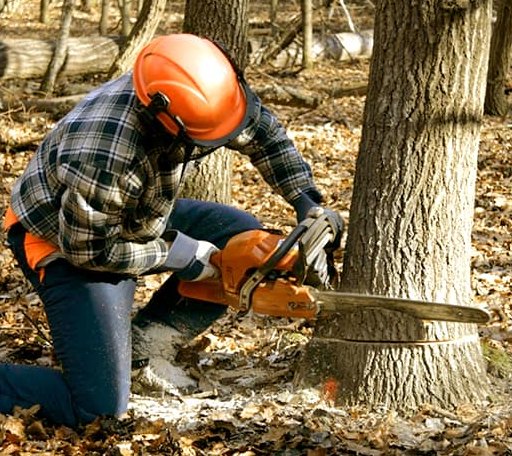 Tree Removal in Sanbornton, NH